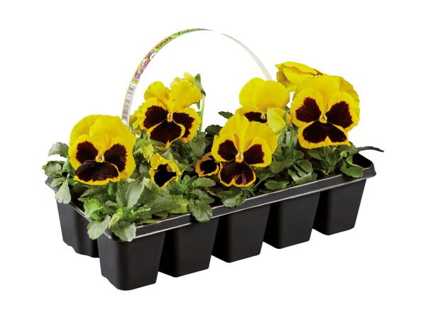 Forårsblomster