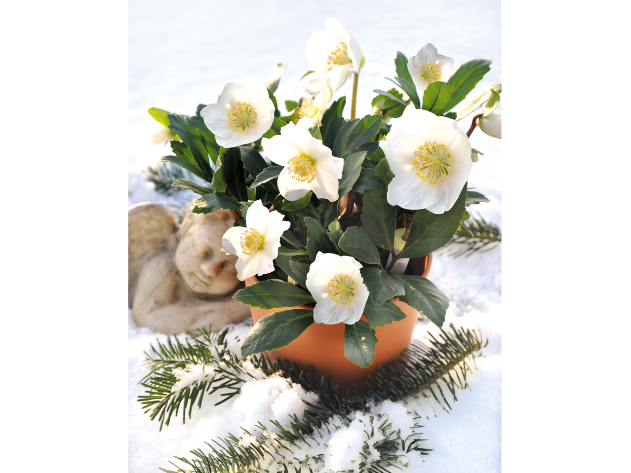 Schneerose (Helleborus)