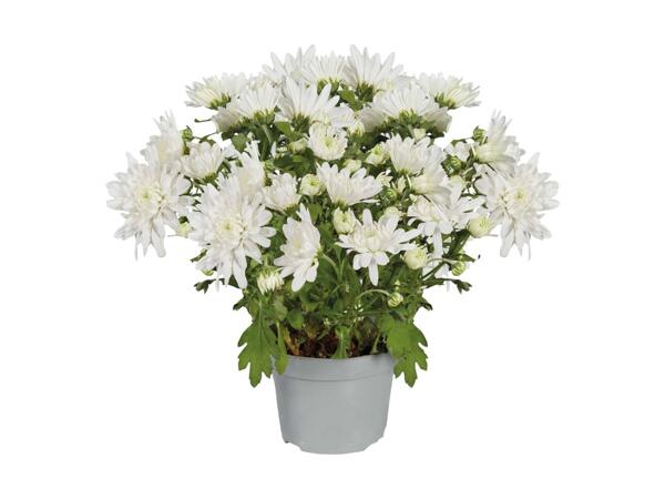 Krysantemum