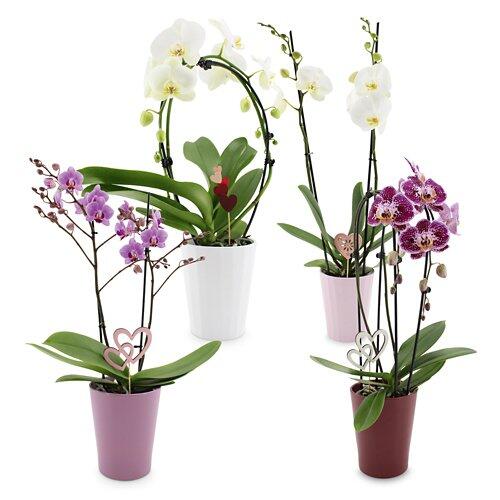 Orchideen zum Muttertag