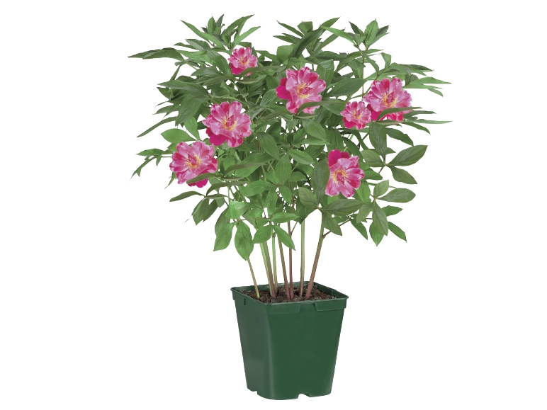 Peony Plant