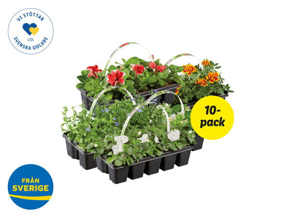 Fröplantor