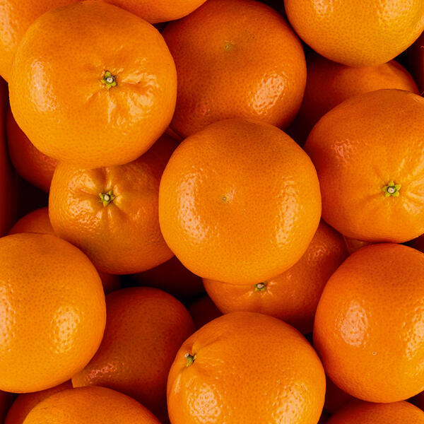 Mandarinen XXL