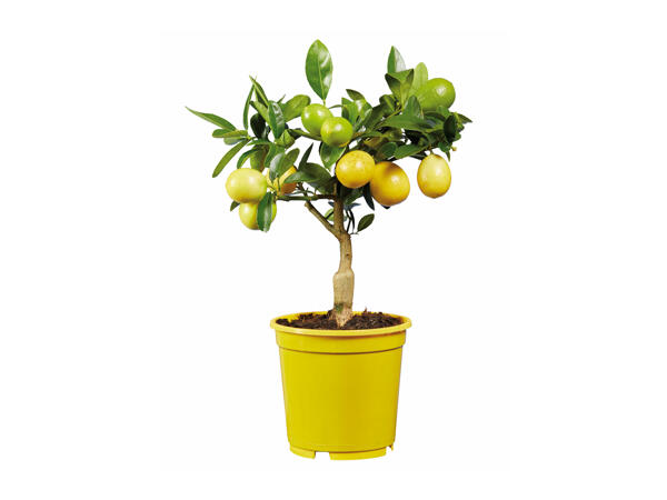 Small Citrus Plants