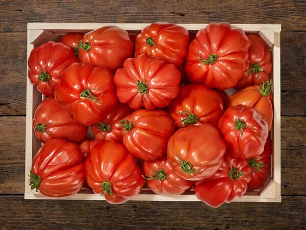 Tomates Rebellion