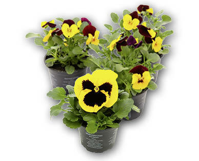 Viola del pensiero