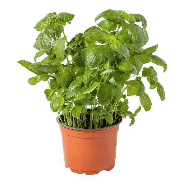 Biokruidenplant