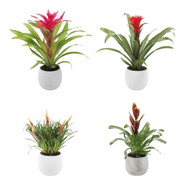 Luxebromelia