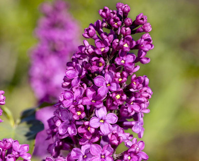 Gartenflieder