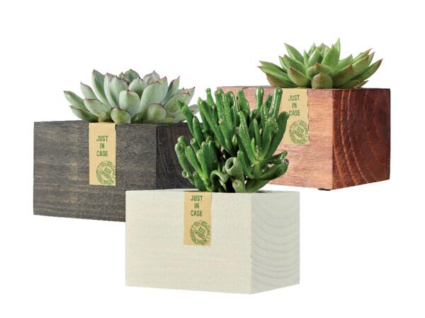Succulents