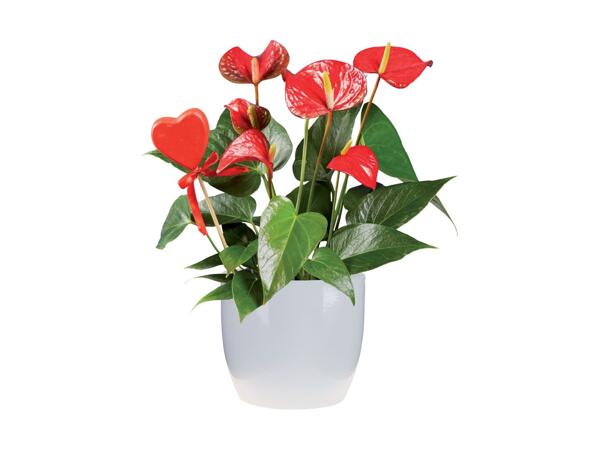 Sweetheart Roses