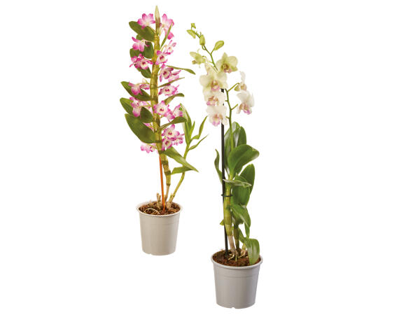 Orchid