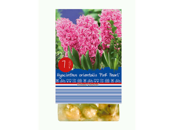 Bulbes à fleurs de printemps