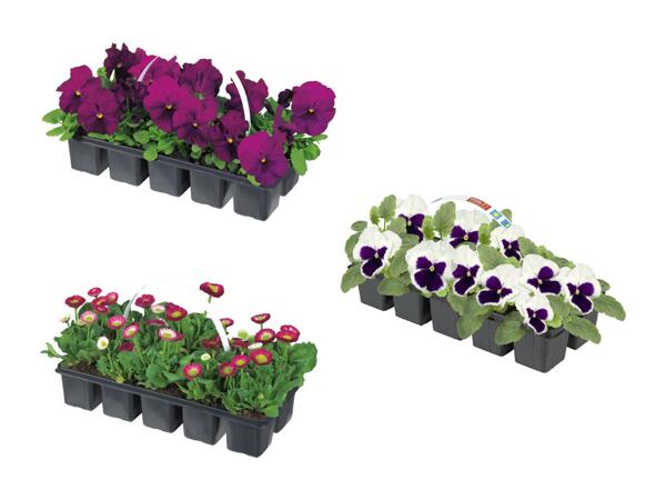 Fleurs printanières