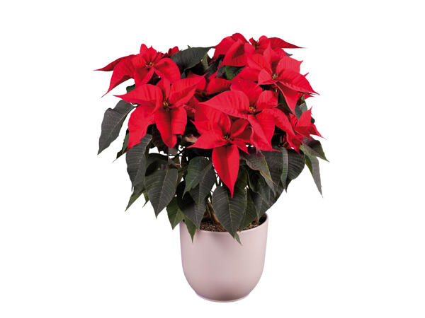 Poinsettia