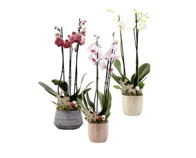 ORCHIDÉE 3 TIGES