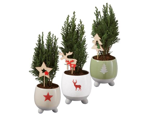 Mini Tree in Ceramic Pot