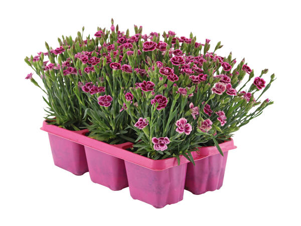 Dianthus Pink Kisses