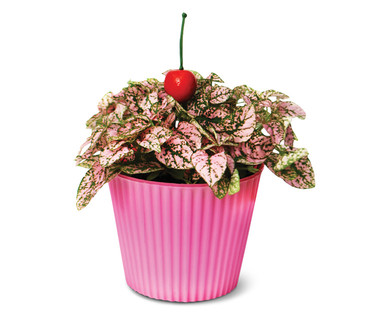 Polka Dot Plant