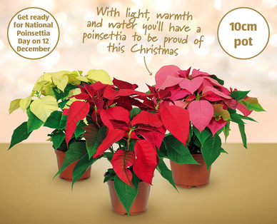 Medium Poinsettia