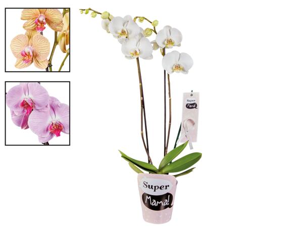 Orkidea 2-vanainen
