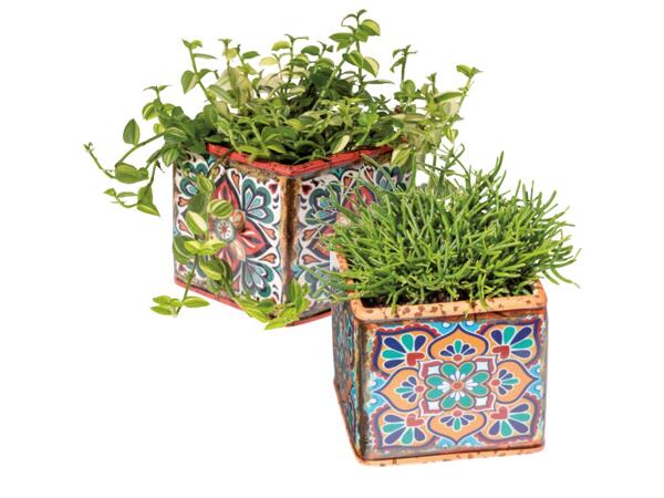 Green plants