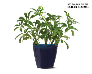 4" Foliage Assortment