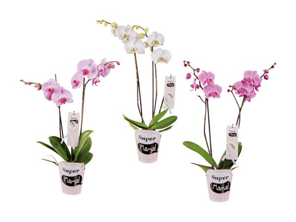 Phalaenopsis im "Super Mama"-Potcover