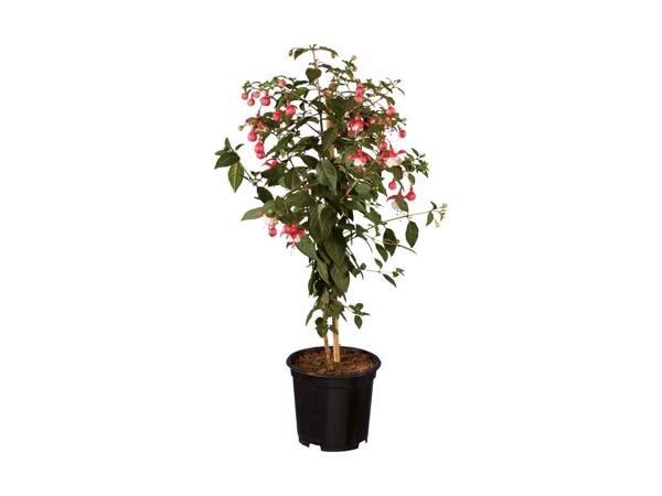 Opstammet fuchsia