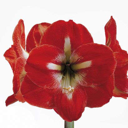 Amaryllis