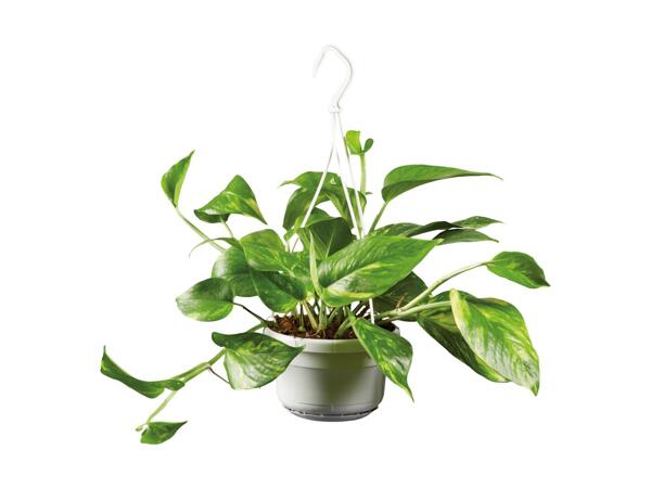 Indoor Hanging Basket