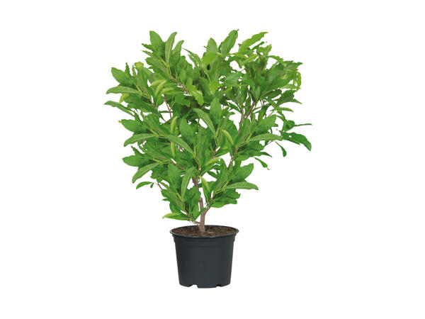 Magnolia