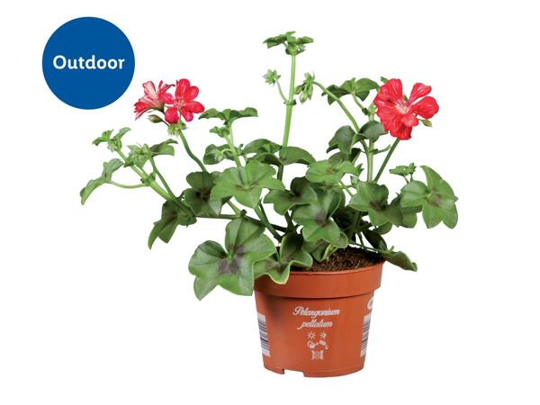 Trailing Geranium