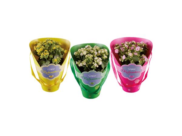 Kalanchoe i presentförpackning
