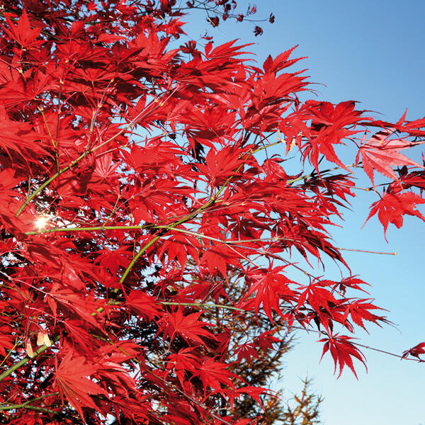 Japanischer Ahorn