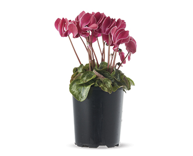 Cyclamen 125mm