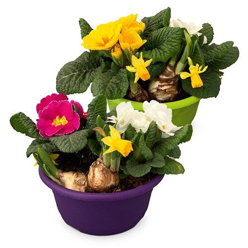 GARDENLINE Bunte Frühlingsschalen
