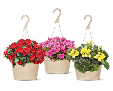 10" Hanging Basket