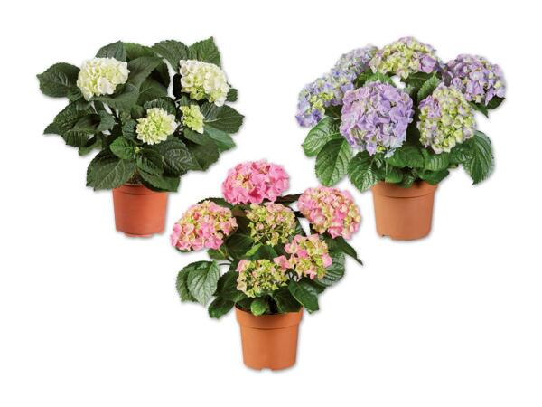 Ballhortensie