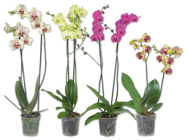 Phalaenopsis 2-Trieber