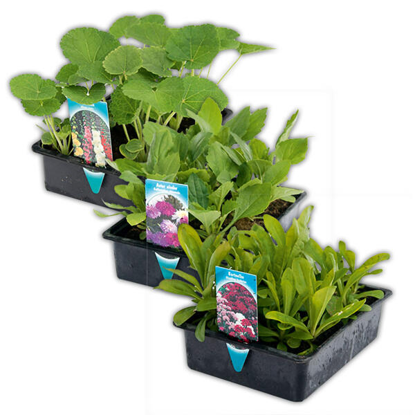 Sommer-Jungpflanzen