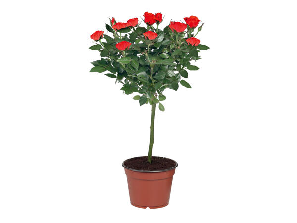 Standard Rose