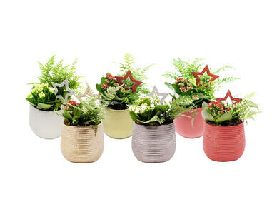 WEIHNACHTS-
ARRANGEMENT