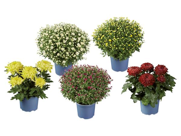 Chrysanthemums