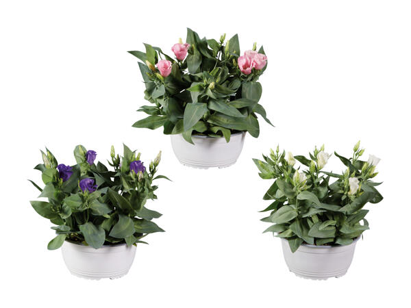 Eustoma in Schale