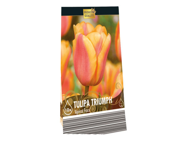 Spring Flowering Bulbs