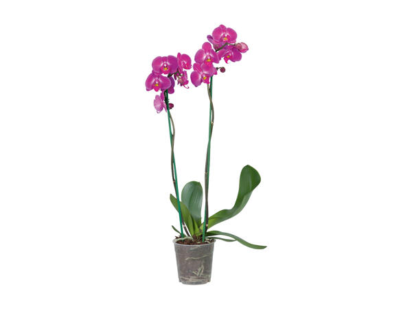 Phalaenopsis 2 stems
