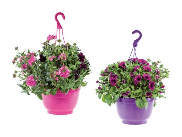 Ampler med blandede planter
