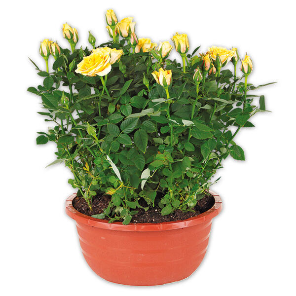 Rosen in Schale