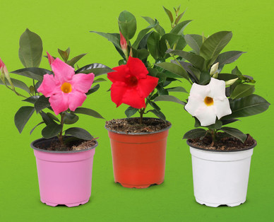 Dipladenia